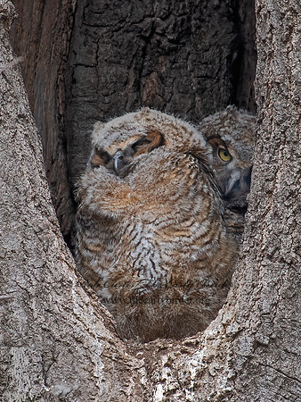 Bubo virginianus  GREAT-HORNED OWL 6038073z