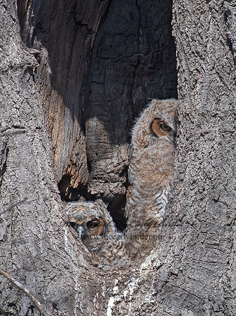 Bubo virginianus  GREAT-HORNED OWL 6038003z