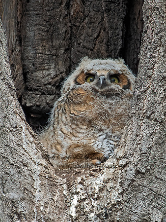 Bubo virginianus  GREAT-HORNED OWL 6038058z