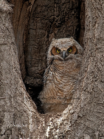 Bubo virginianus  GREAT-HORNED OWL 6038055z