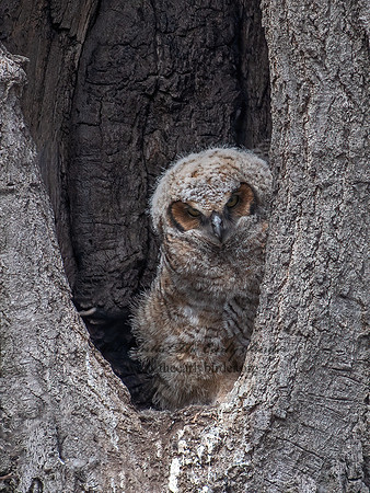 Bubo virginianus  GREAT-HORNED OWL 6038051z
