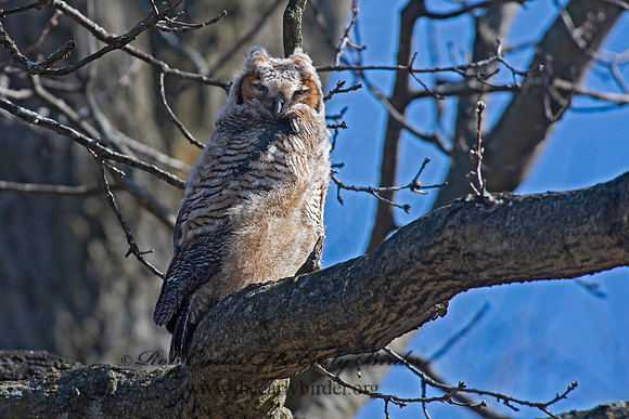 Bubo virginianus  GREAT-HORNED OWL 6038148z