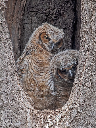 Bubo virginianus  GREAT-HORNED OWL 6038083z