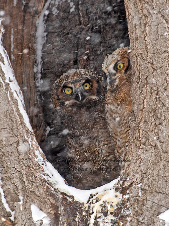 Bubo virginianus  GREAT-HORNED OWL 6038117z