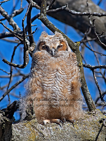 Bubo virginianus  GREAT-HORNED OWL 6038144z