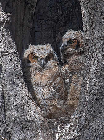 Bubo virginianus  GREAT-HORNED OWL 6038040z