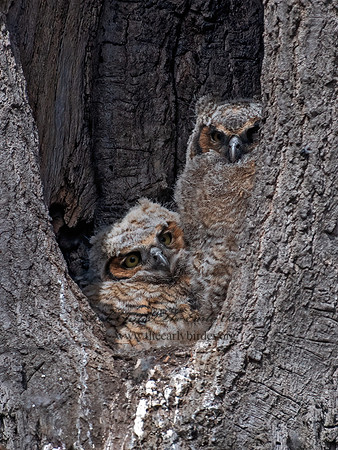 Bubo virginianus  GREAT-HORNED OWL 6038039z