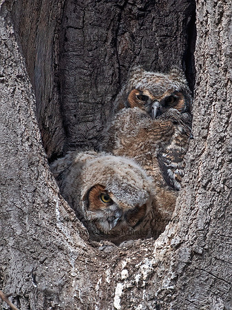 Bubo virginianus  GREAT-HORNED OWL 6038026z