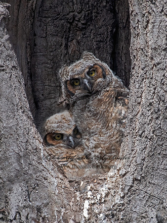 Bubo virginianus  GREAT-HORNED OWL 6038037z