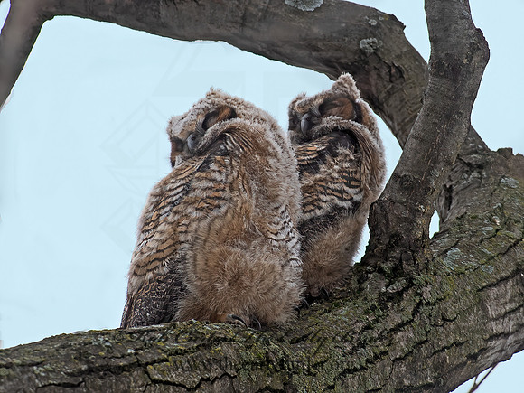 Bubo virginianus  GREAT-HORNED OWL 6038133z