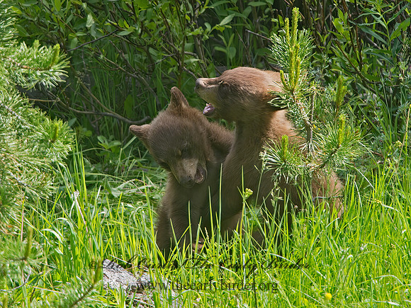 Ursus americanus  BLACK BEAR 9061333z