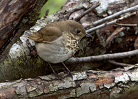 Catharus minimus  GRAY-CHEEKED THRUSH 9037538z