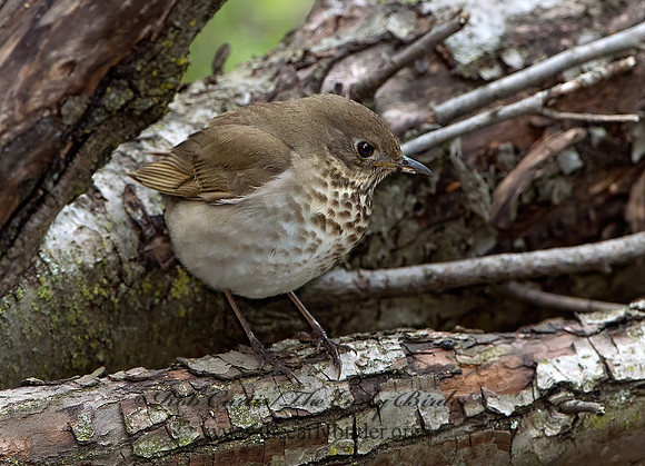 Catharus minimus  GRAY-CHEEKED THRUSH 9037538z