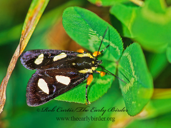 Alypia octomaculata 8-SPOTTED FORESTER MOTH 171120z