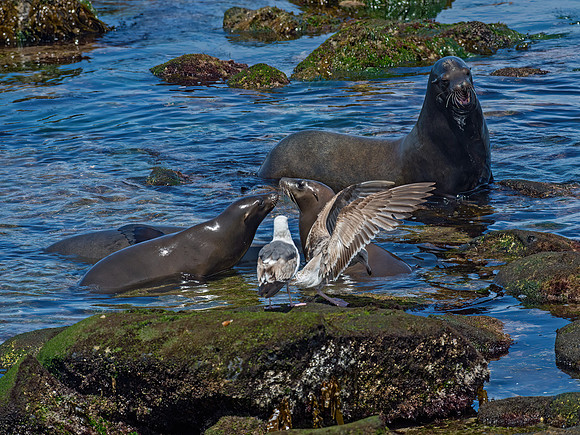 Zalophus californianus  CALIFORNIA SEA LION 9055874z