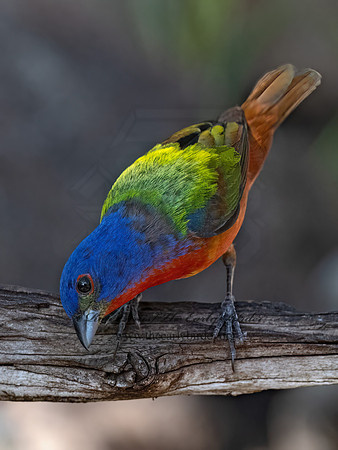 Passerina ciris  PAINTED BUNTING 3040975z