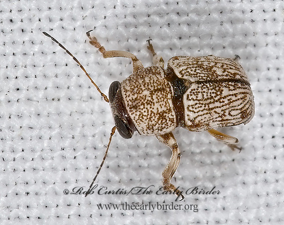 Pachybrachis 6025040z