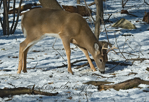 Odocoileus virginianus  WHITE-TAILED DEER 5017716z