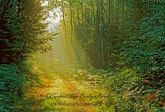 Eagle River  SUNLIT FOREST 1285130z