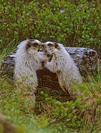 Marmota calligata  HOARY MARMOT 235015z