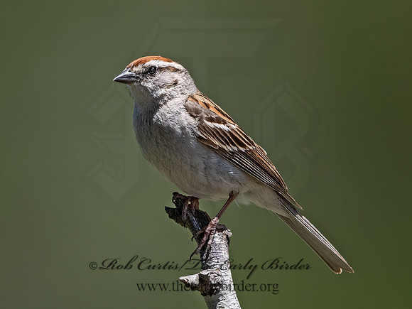 Spizella passerina  CHIPPING SPARROW 3035056z