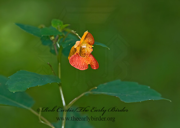 Impatiens capensis  JEWELWEED 8017264z