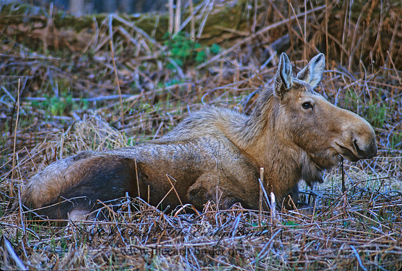 Alces alces  MOOSE 231912z