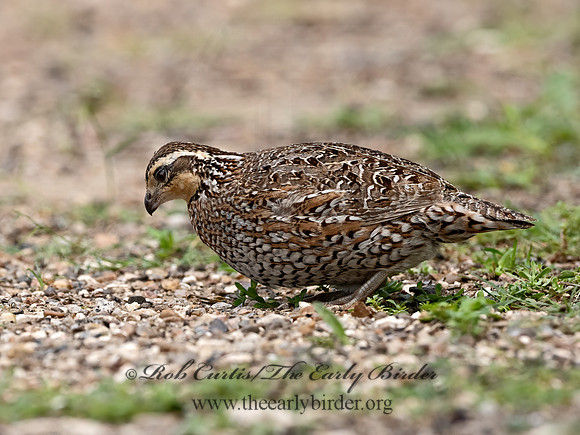Colinus virginianus  NORTHERN BOBWHITE 3032592z