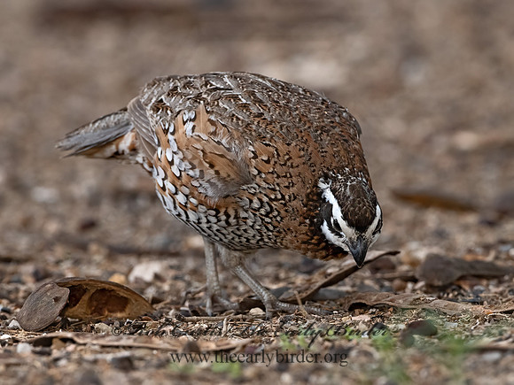 Colinus virginianus  NORTHERN BOBWHITE 3032570z
