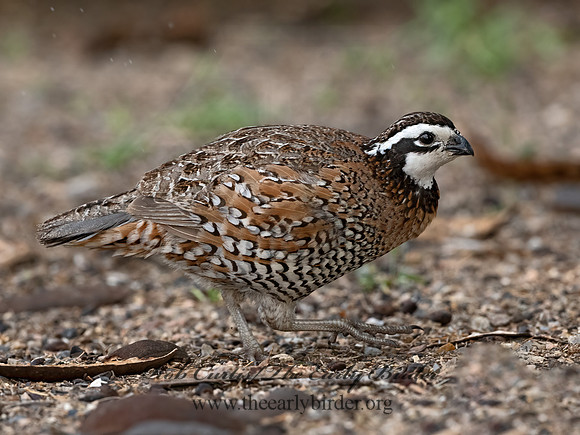 Colinus virginianus  NORTHERN BOBWHITE 3032574z