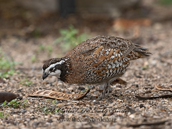 Colinus virginianus  NORTHERN BOBWHITE 3032602z