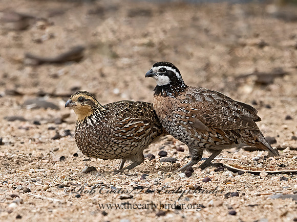 Colinus virginianus  NORTHERN BOBWHITE 3032655z