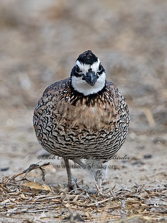 Colinus virginianus  NORTHERN BOBWHITE 3032411z