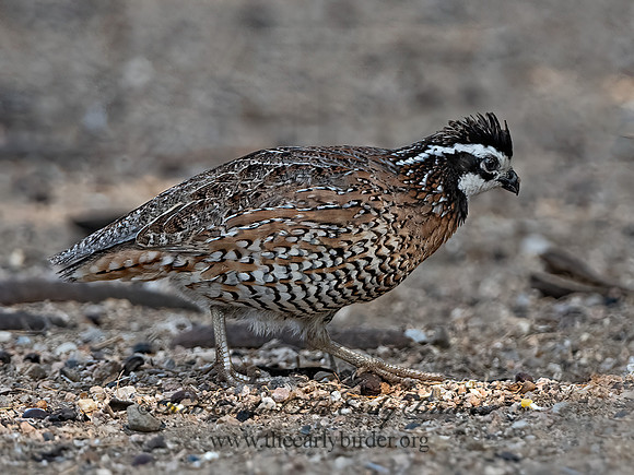 Colinus virginianus  NORTHERN BOBWHITE 3032427z