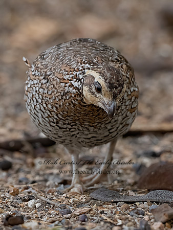 Colinus virginianus  NORTHERN BOBWHITE 3032557z