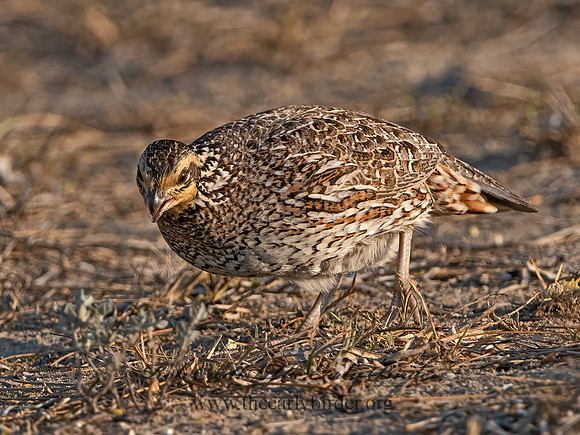 Colinus virginianus  NORTHERN BOBWHITE 3032392z