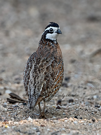 Colinus virginianus  NORTHERN BOBWHITE 3032428z