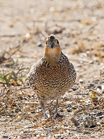 Colinus virginianus  NORTHERN BOBWHITE 3032337z