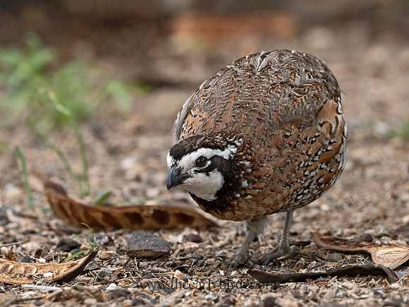 Colinus virginianus  NORTHERN BOBWHITE 3032601z