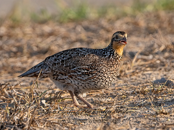 Colinus virginianus  NORTHERN BOBWHITE 3032388z
