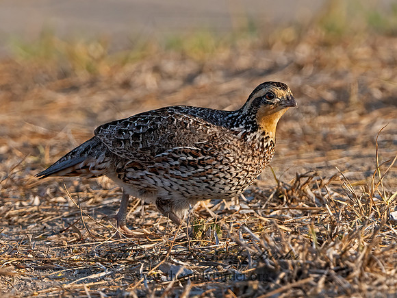 Colinus virginianus  NORTHERN BOBWHITE 3032384z