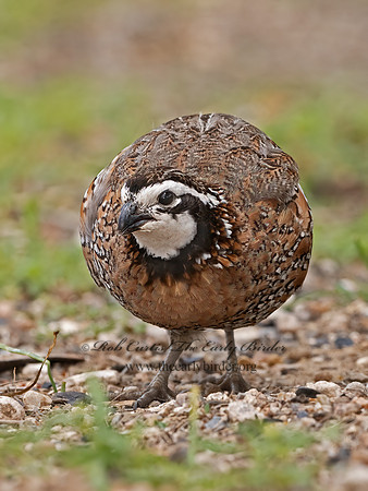 Colinus virginianus  NORTHERN BOBWHITE 3032607z