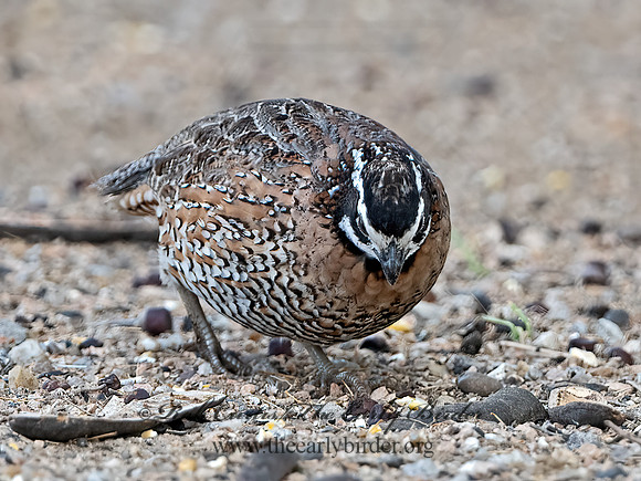 Colinus virginianus  NORTHERN BOBWHITE 3032421z