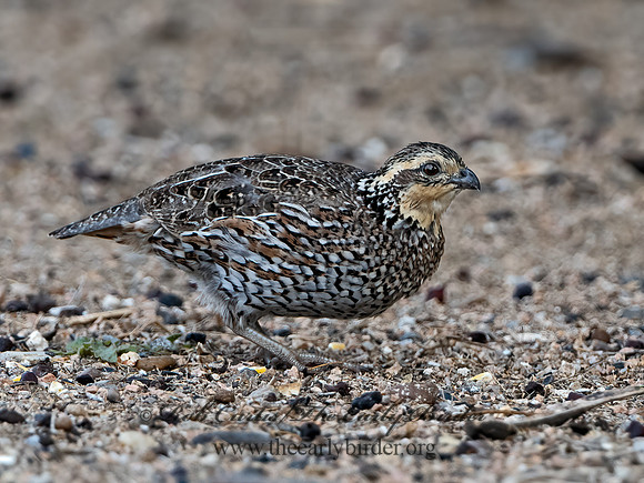 Colinus virginianus  NORTHERN BOBWHITE 3032425z