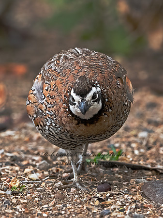 Colinus virginianus  NORTHERN BOBWHITE 3032552z