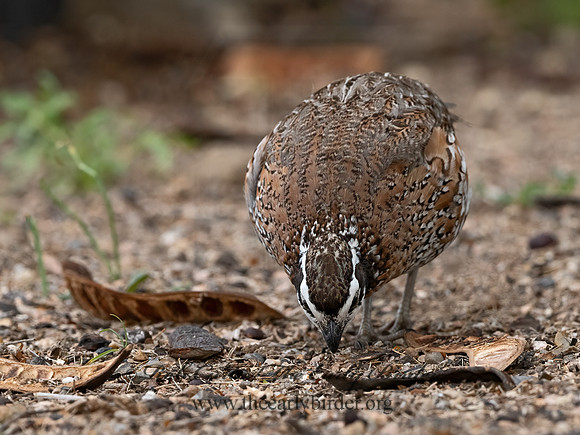 Colinus virginianus  NORTHERN BOBWHITE 3032600z