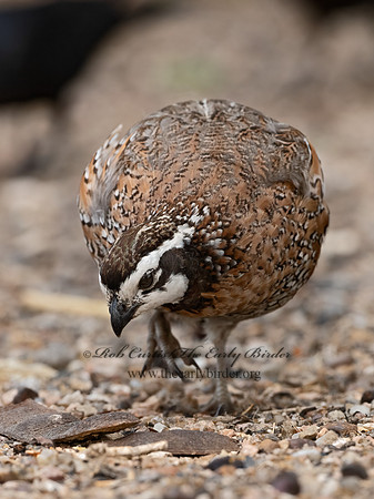 Colinus virginianus  NORTHERN BOBWHITE 3032595z