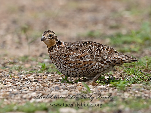 Colinus virginianus  NORTHERN BOBWHITE 3032591z