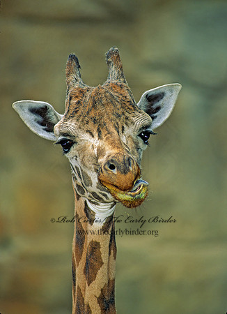 Giraffa camelopardalis rothschildii  ROTHCHILD'S GIRAFFE 154205z