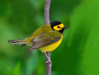 Setophaga citrina HOODED WARBLER 9000825z